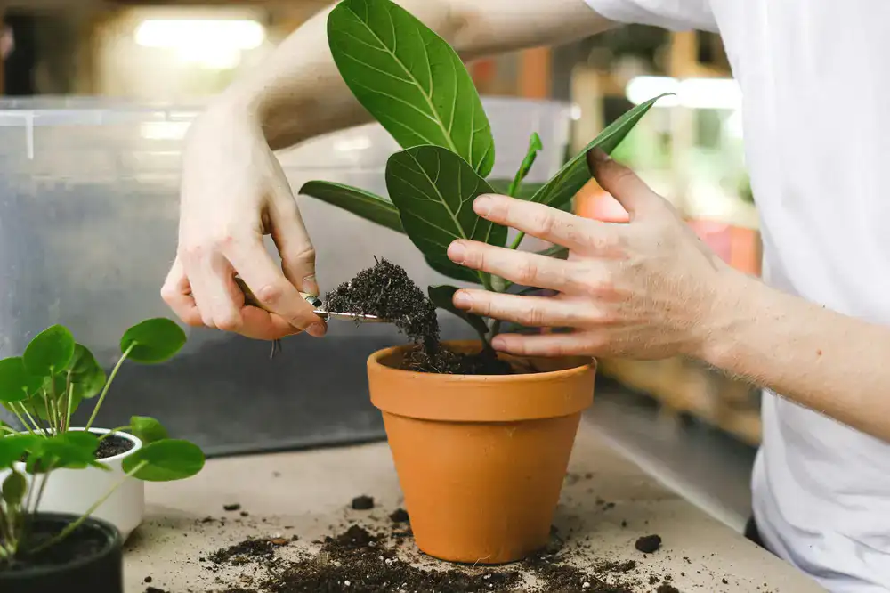 Our plant expert repotting a fern
