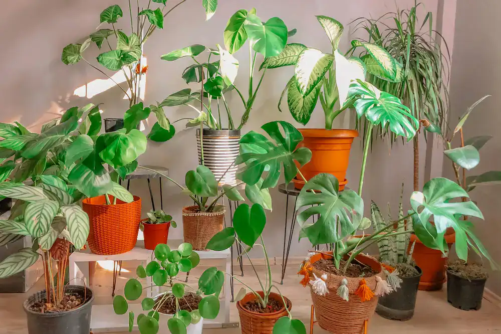 Lush green houseplants in sunlight