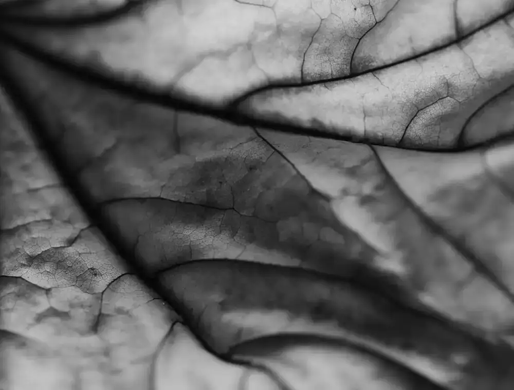 Close up of a plant leaf being inspected