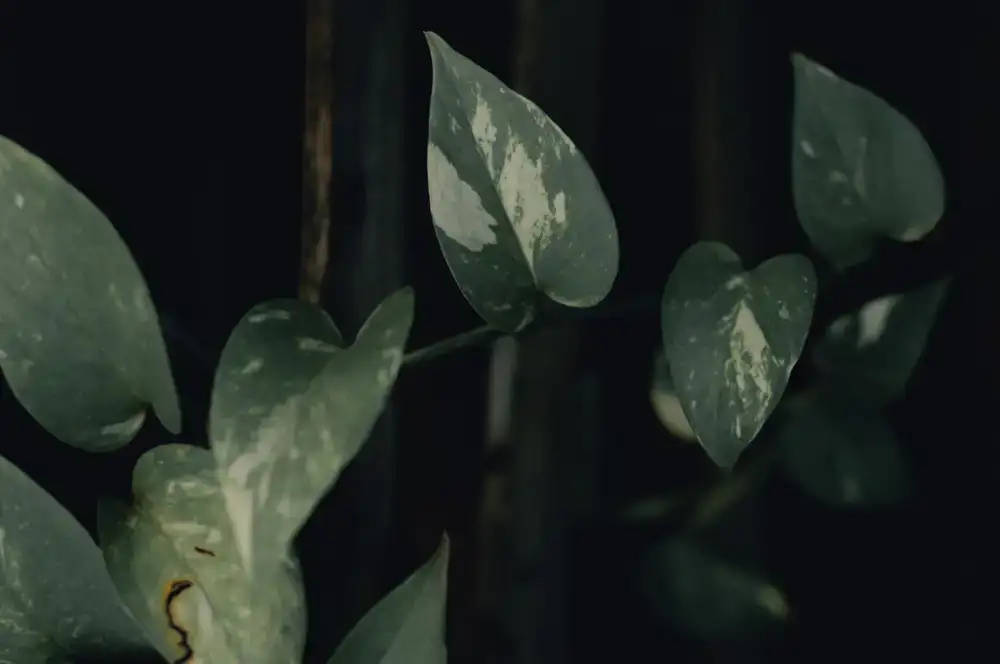 A deep green trailing pothos plant