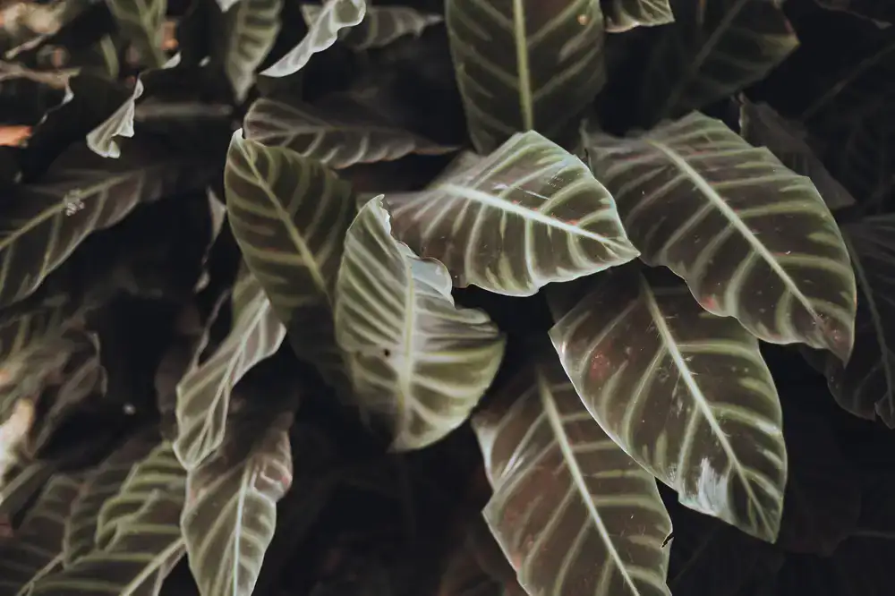 A leafy Calathea plant