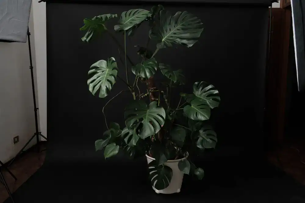 A large Monstera Deliciosa in a terracotta pot