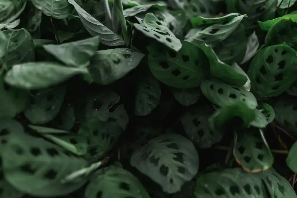 Calathea Makoyana plant