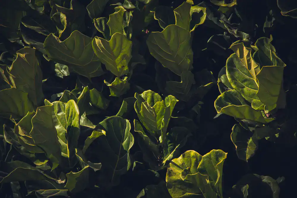 Fiddle Leaf Fig plant