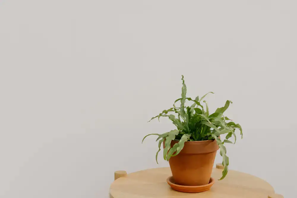 Terracotta cylinder pot