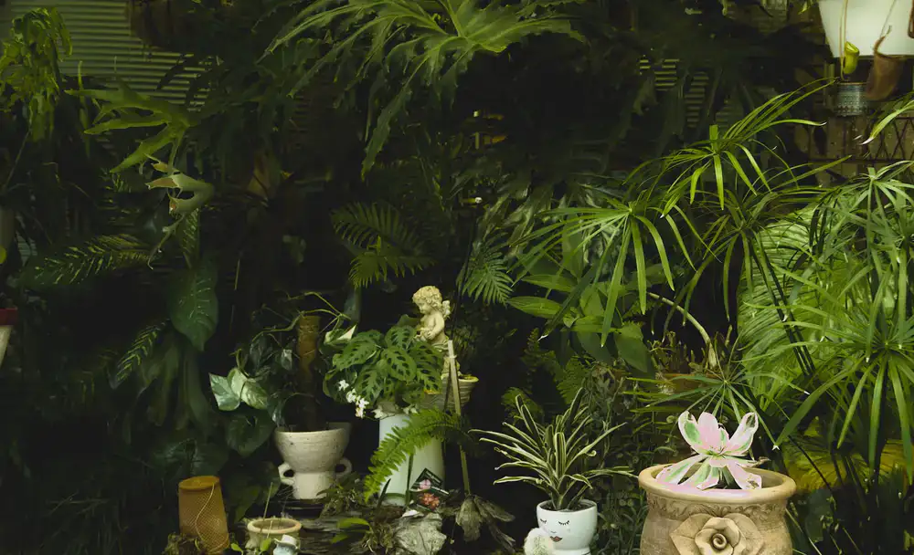 Lush collection of indoor potted plants arranged harmoniously