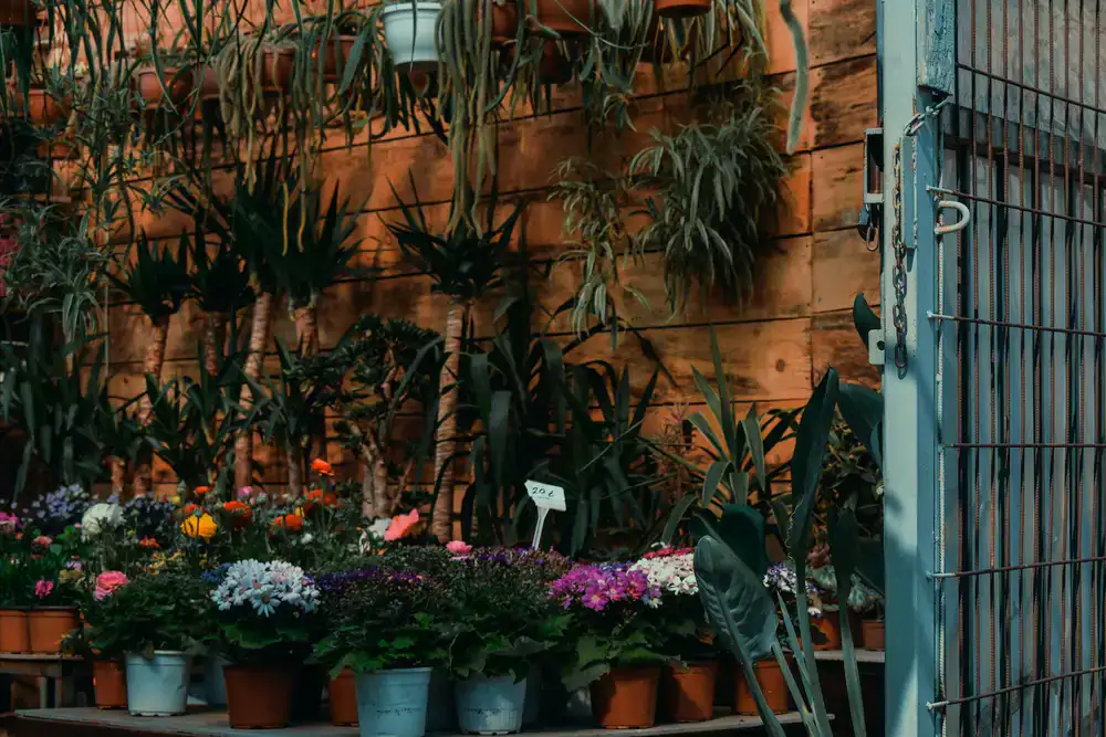 Inside our botanical shop showing rows of vibrant houseplants