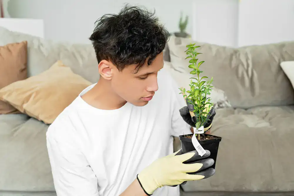 Carefully inspecting and potting a healthy houseplant